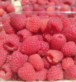 Domače maline Škofja Loka Gorenjska