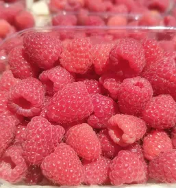 Domače maline Škofja Loka Gorenjska