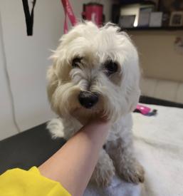 Nega psov in mačk Vrhnika