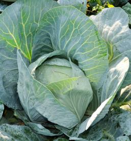 Eko domače zelje Slovenske Konjice, Slovenija