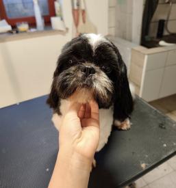 Nega psov in mačk Ljubljana, okolica