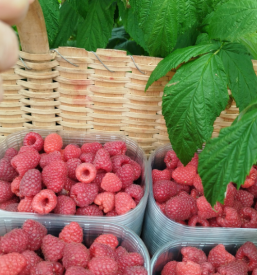 Domače jagode Škofja Loka