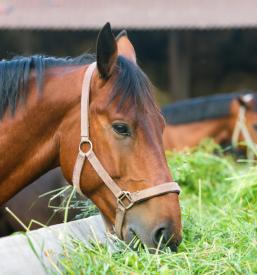 Jahalna šola Sežana, Divača, Primorska