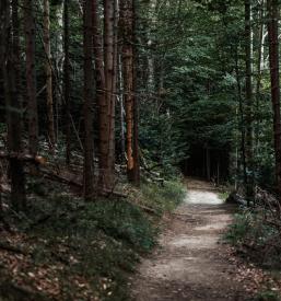 Gozdarske storitve Lovrenc na Pohorju, Podravje