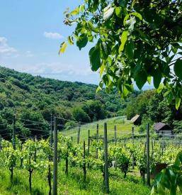 Olivna olja EU, Slovenija