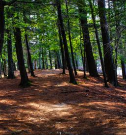 Gozdarstvo Celje, Savinjska