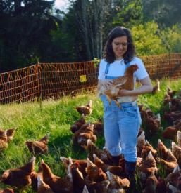Sezonska reja piščancev Notranjska, Slovenija