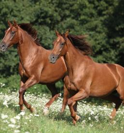 Preskakovanje ovir s konji Divača, Primorska