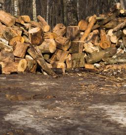 Posek lesa na Štajerskem