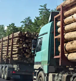 Sečnja lesa Litija, Slovenija