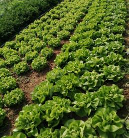 Sveže sadje Primorska