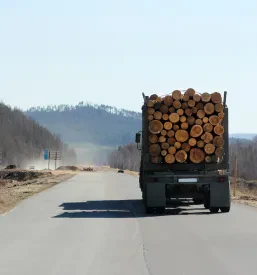 Sečnja in spravilo lesa Luče