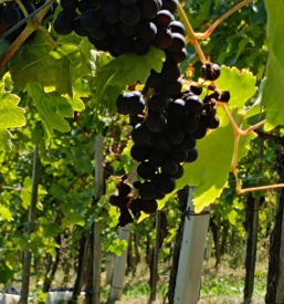 Kakovostna sortna vina Bizeljsko