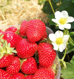 Sveže jagode Gorenjska