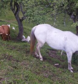 Affordable accommodation near Bled, Slovenia