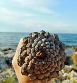 Meditacija Laško, Savinjska