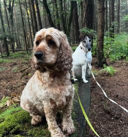 Pasji hotel in salon na Savinjskem