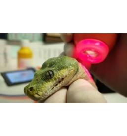 Terapevtski laser za veterino v Sloveniji