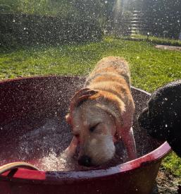 Pasji hotel Savinjska