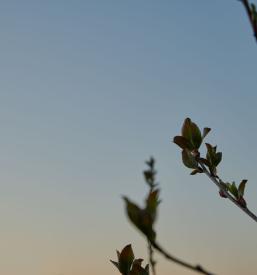 Medni liker aronije Slovenija