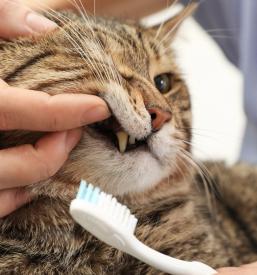 Salon za nego hišnih ljubljenčkov Sežana