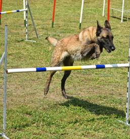 Šola za pse Štajerska