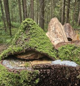 Učinkovita protistresna gozdna terapija Osrednja Slovenija