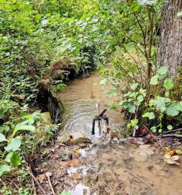 Protistresna gozdna terapija v Osrednji Sloveniji