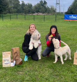 Dobro šolanje za mlade pse Zagorje