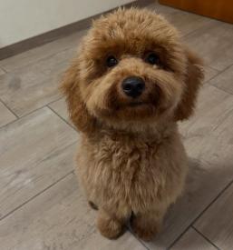 Pasji hotel in salon Savinjska