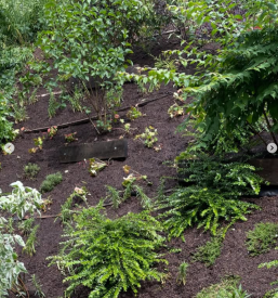 Obrezovanje žive meje