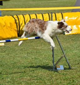 Kvalitetna vzgoja psov Štajerska