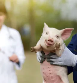 Cepljenje živali v Prekmurju
