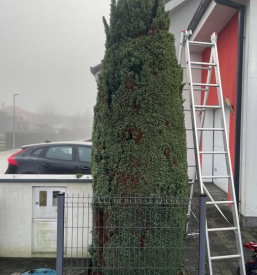 Ugodno obrezovanje drevja Pomurje