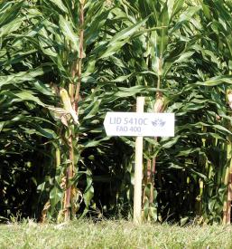 Veleprodaja žit, koruze, travinje Maribor