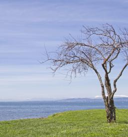 Strokovnjak za obrezovanje dreves Štajerska