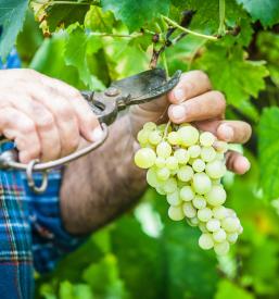 Vinska izkušnja v Sežani