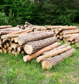 Sale of wood and logs Koper, Coast