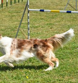 Vzgoja psov Štajerska