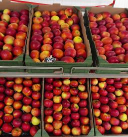 Distribucija sadja Slovenija