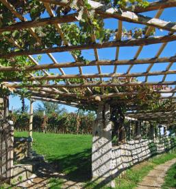 Najboljše vino Kras