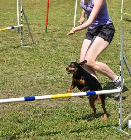 Kvalitetna šola za pse Štajerska