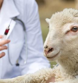 Cepljenje živali Prekmurje