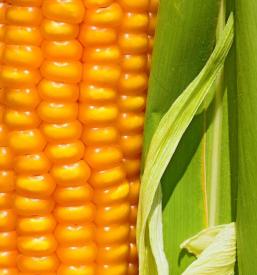 Veleprodaja žit Maribor