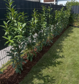 Profesionalna zasaditev rastlin Pomurje