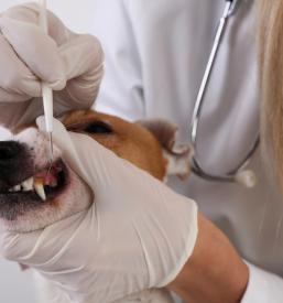 Veterinarska postaja v Pomurju