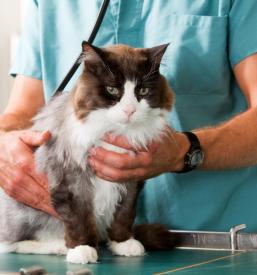 Veterinarska postaja Pomurje