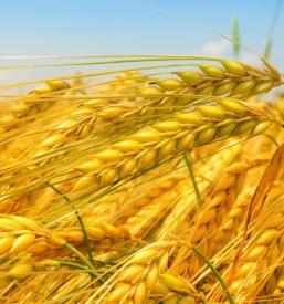 Veleprodaja koruze Maribor