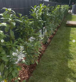 Zasaditev rastlin okrog hiše