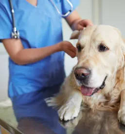 Veterinar Pomurje
